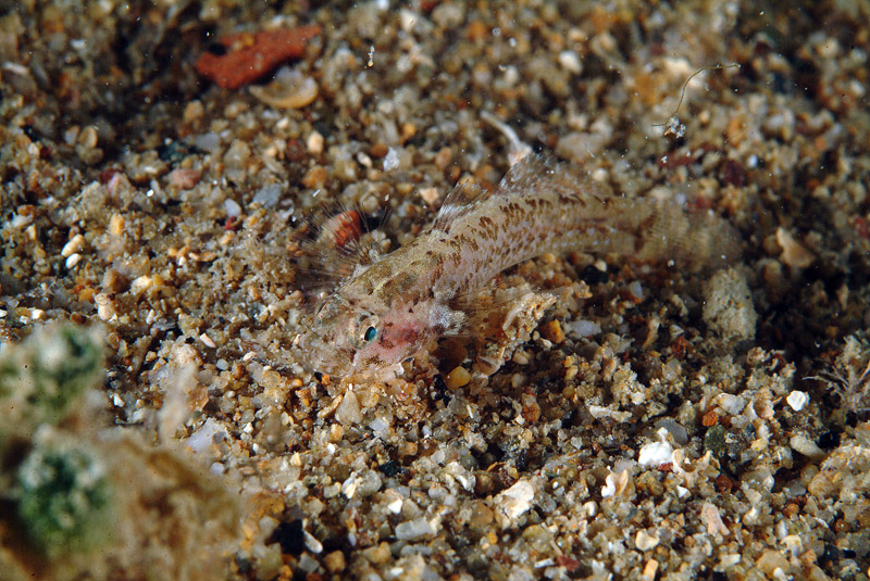 Piccolo ghiozzo da identificare (Zebrus zebrus o Millerigobius macrocephalus)